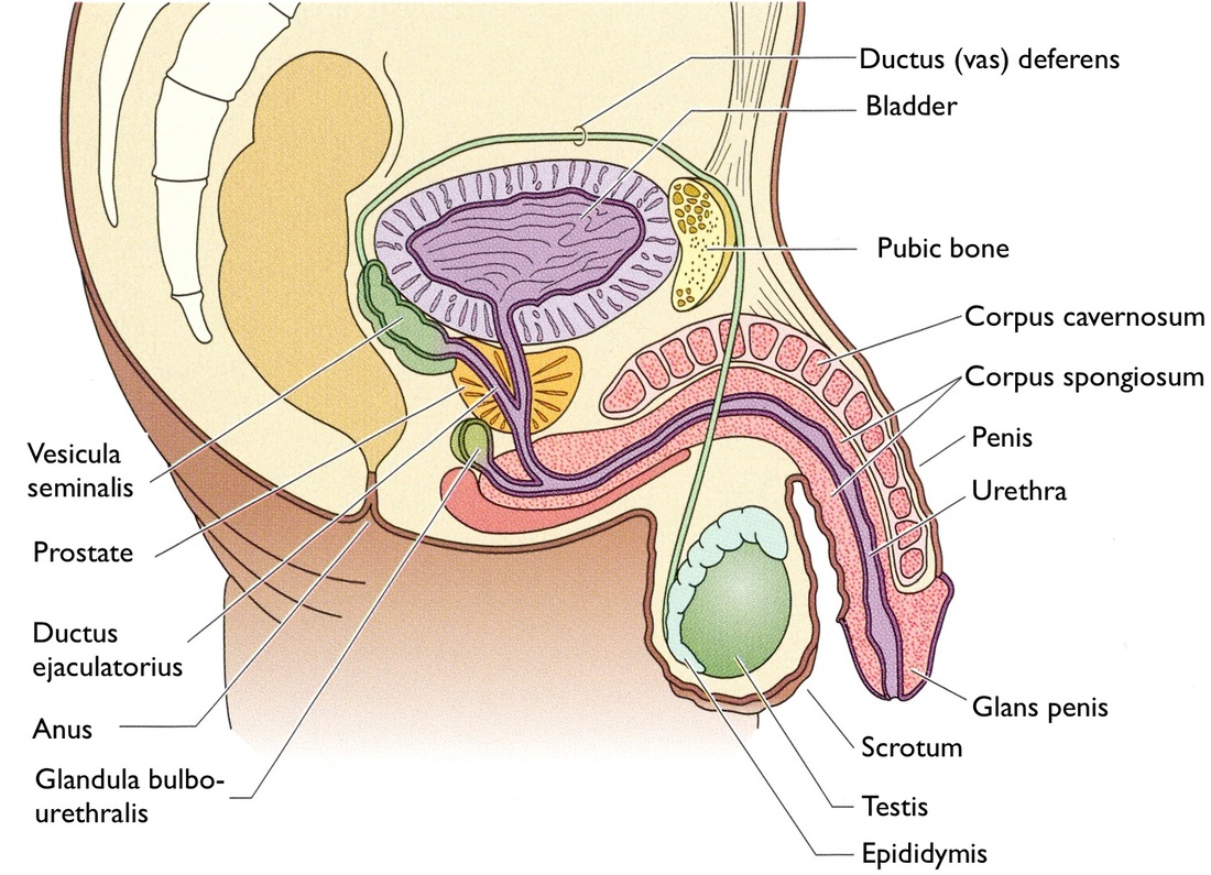 Reproductive System Penis 9