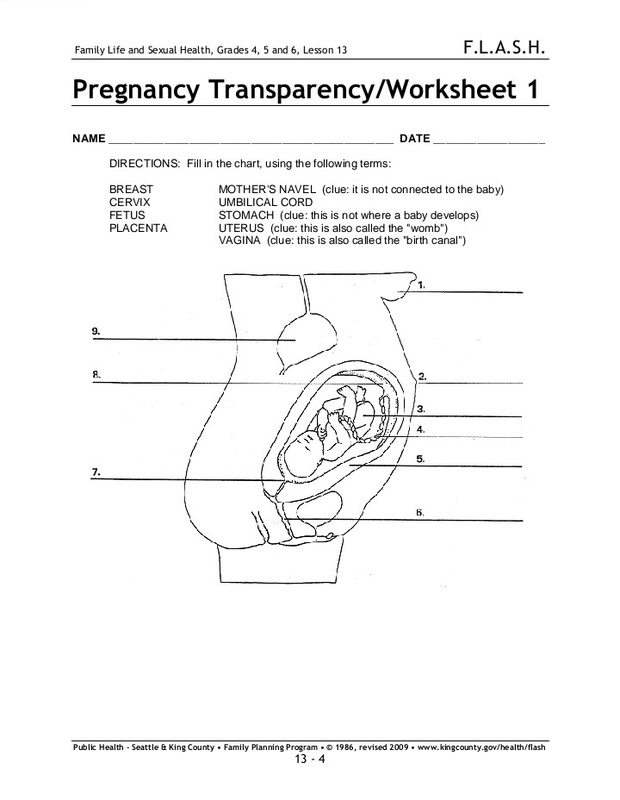 pregnancy-transparency-worksheet-1-free-download-goodimg-co